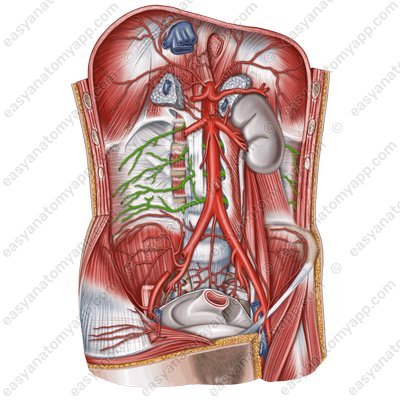 Поясничные артерии (aa. lumbales)